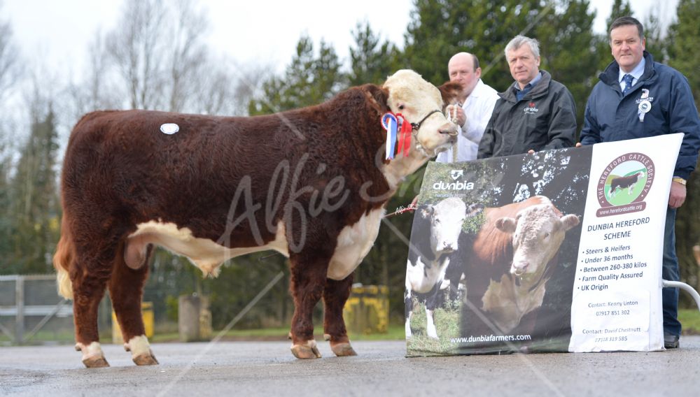 Hereford Calf Show Dungannon Nov 15  - Lot 5